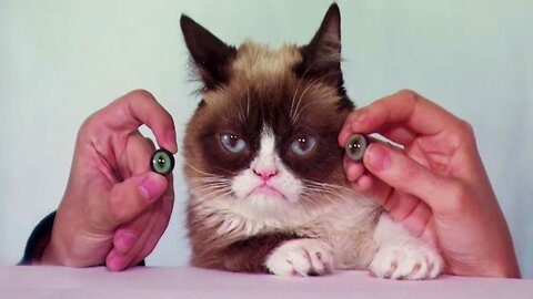 Funny cats : cats and dogs playing