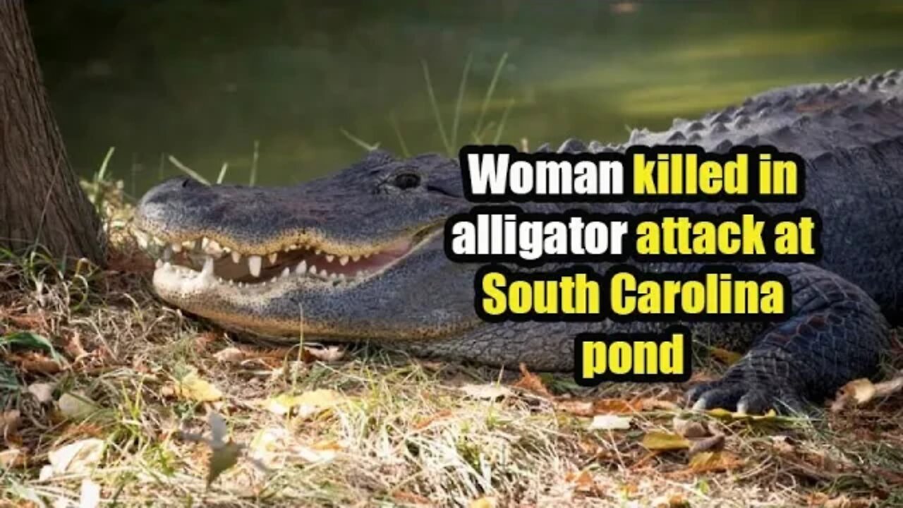 Woman killed in alligator attack at South Carolina pond