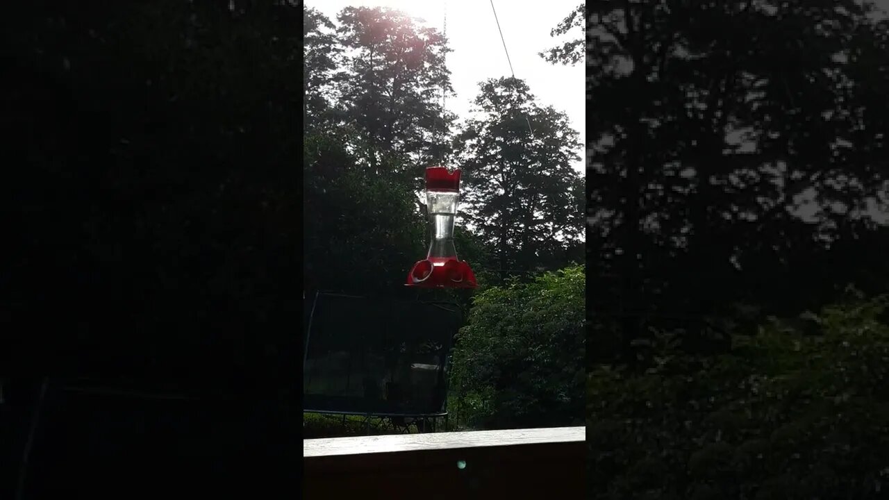 Hummingbird startled
