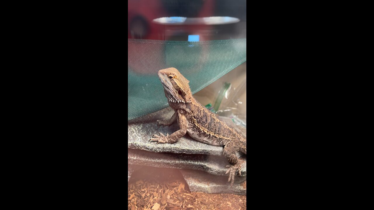 My third reptile - Toni