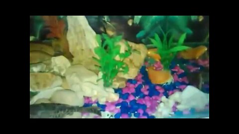 Fish Collection. Indoor and Outdoor-006
