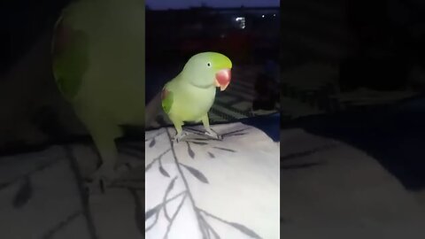 Lovely parrot