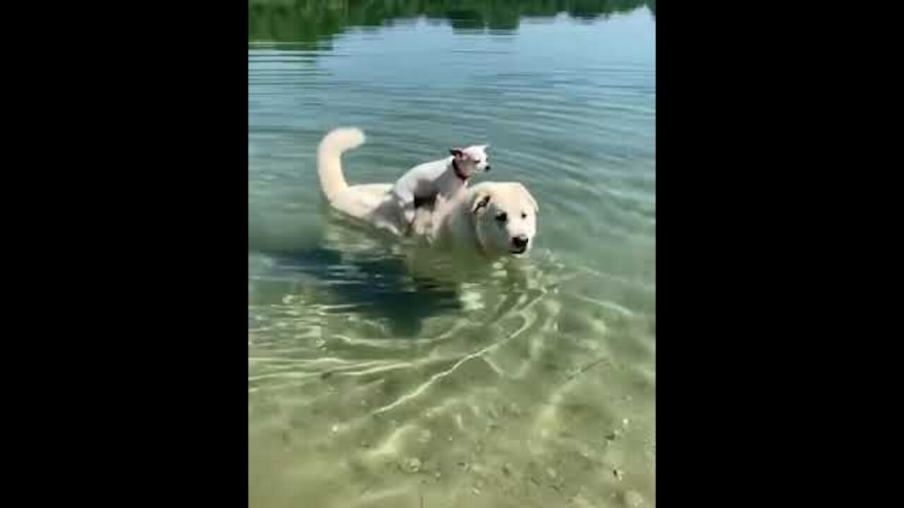 Funniest Animals - Best Of The 2021 Funny Animal Videos #Shorts #Pets - 2021 - 9