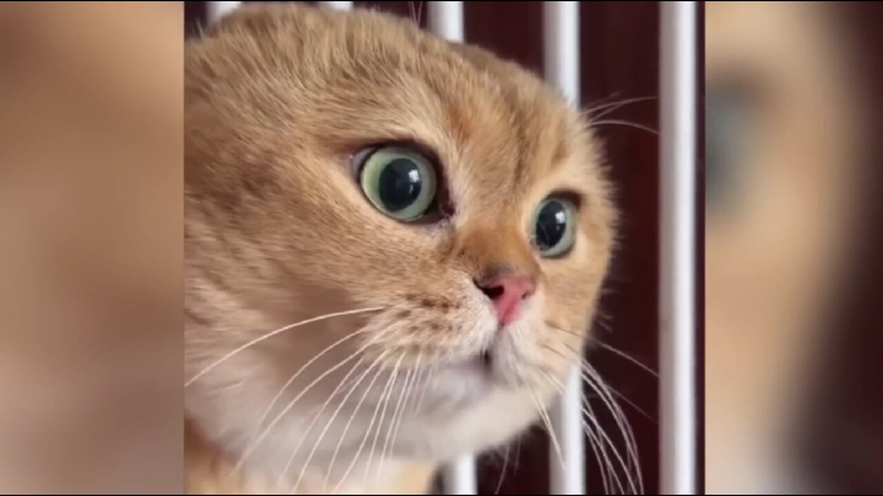 Funniest Cats Videos🙀🙀🙀😹😹😸#cats #funny