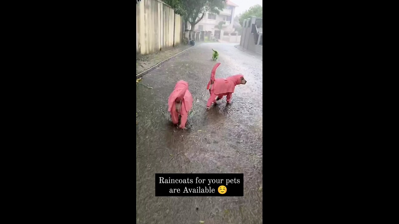 raincoats for your pets