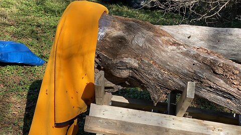 Freedom tree hive, girls are excited to come out.