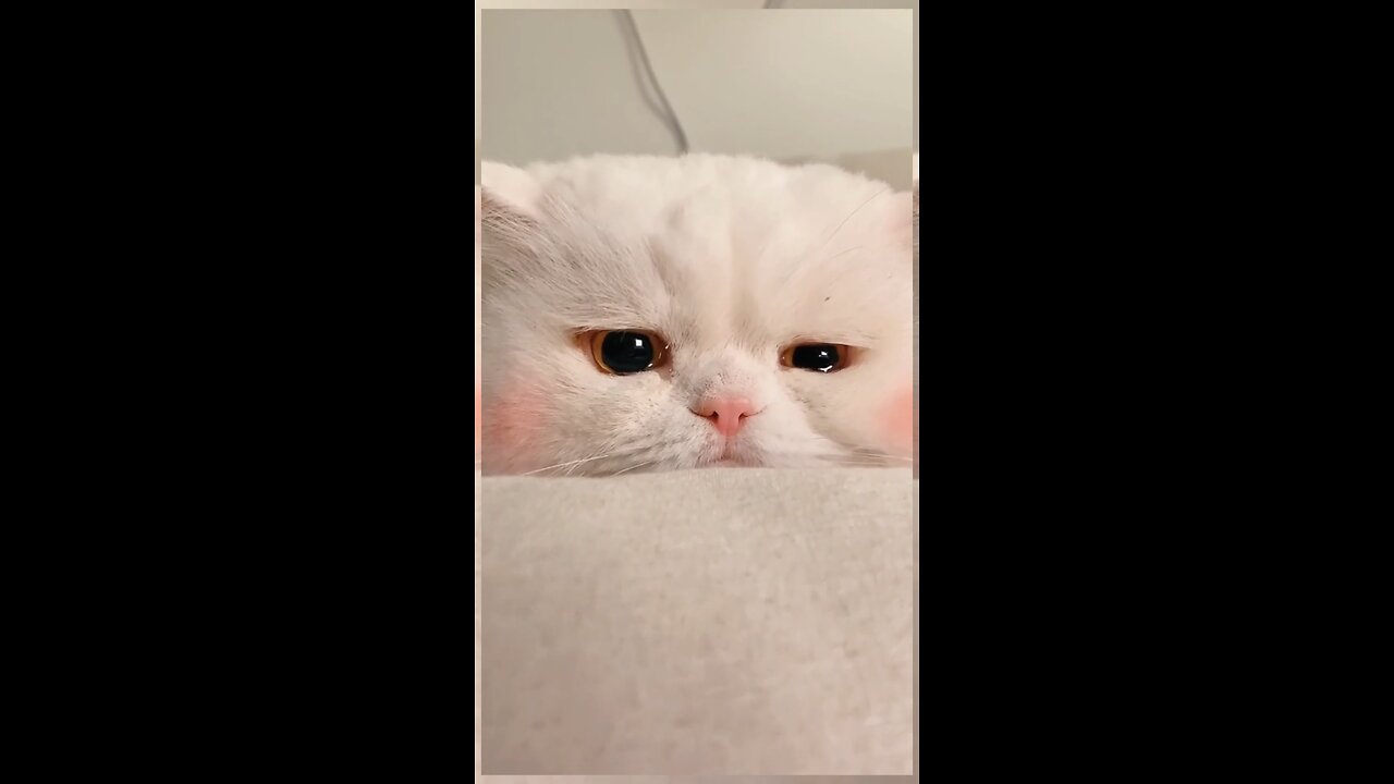 Sad Cat emotional cat crying while sitting