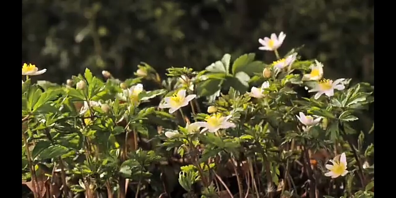 Beautiful flowers.