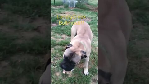 Can't touch this ! Feeding Raw #bullmastiff #feedingpuppies