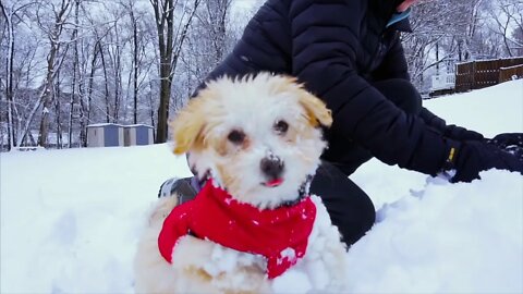 Snow Day (Official Puppy Music Video)