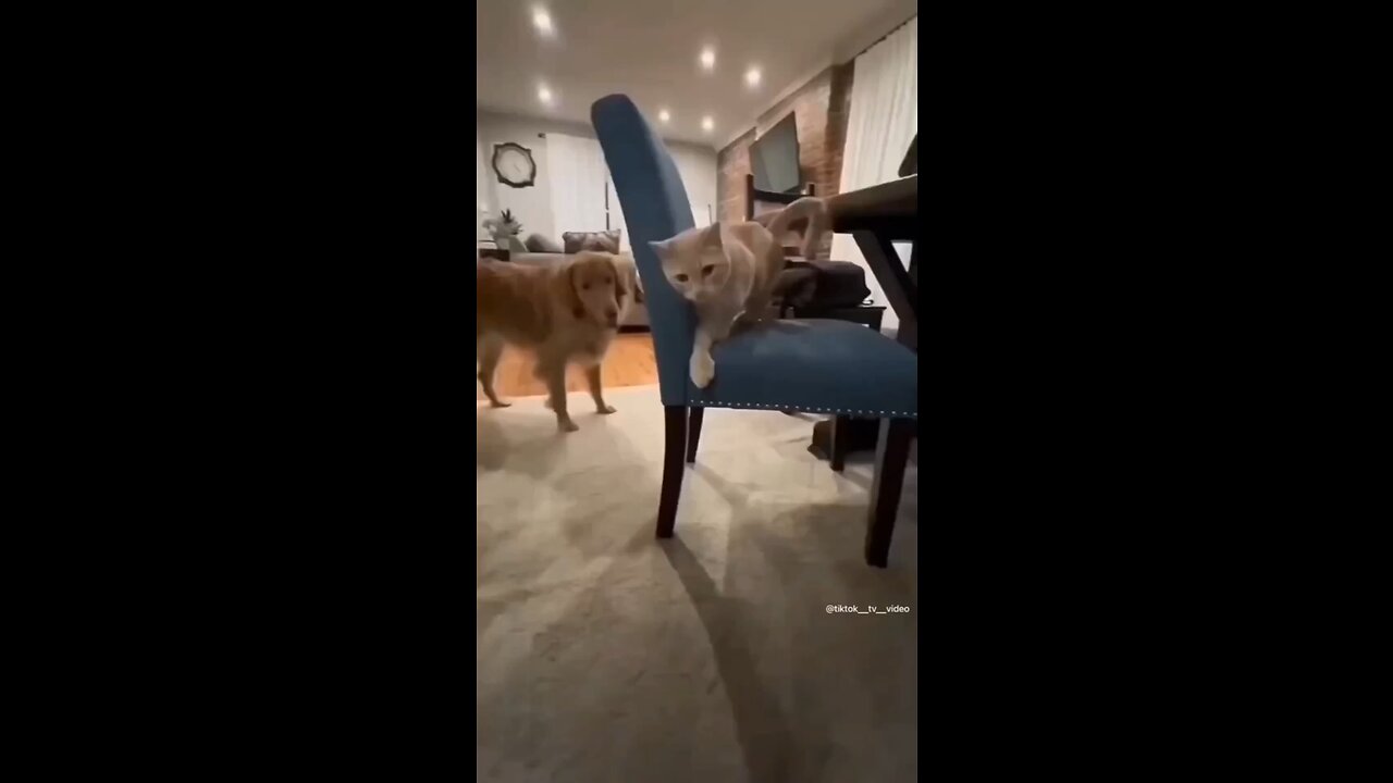 😂😂 Funny animal videos 😂🤣 I sincerely hope you enjoy