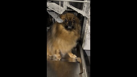 Pomeranian Bear Caught in the dishwasher