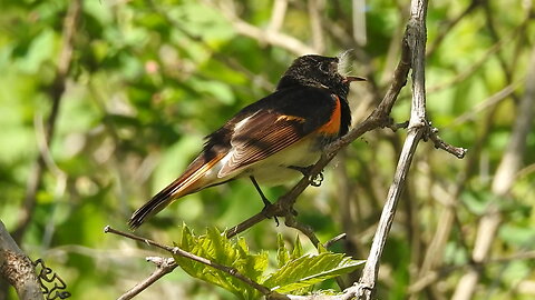 Spring Birds at Mud Lake, Ottawa, Ontario, Canada