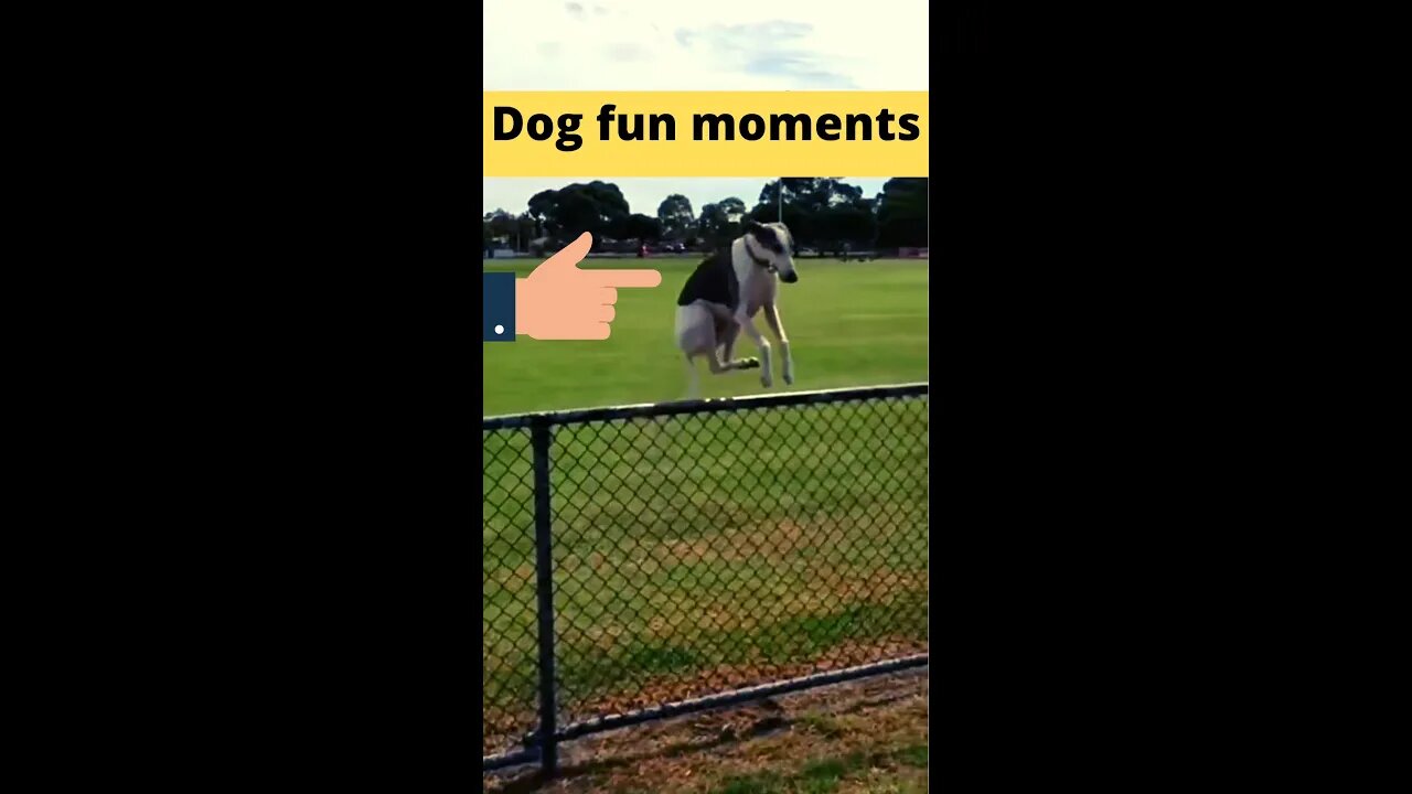 डॉग के मस्तीभरे पल😋Dog fun moments👈