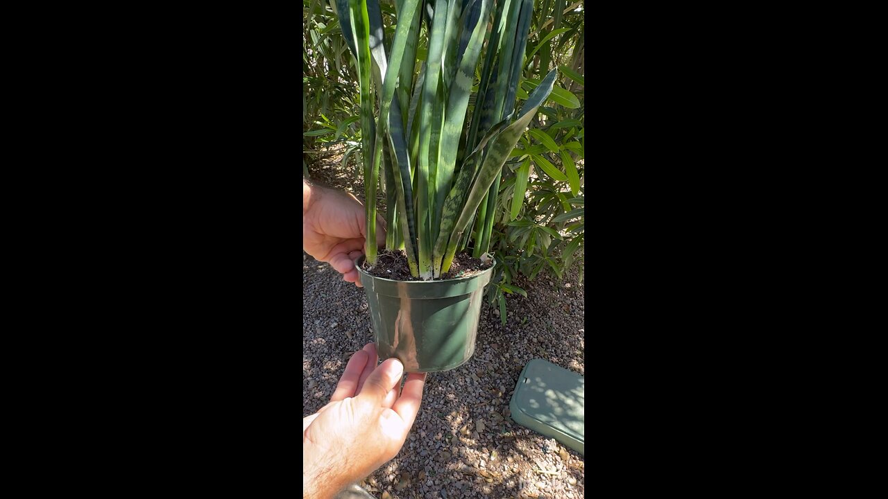 Easily repot your plant #snakeplant #houseplant #repottingplant #short