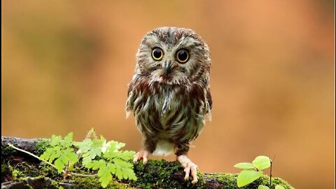 Cute baby owl hears thunder for the first time! ⛈️🦉