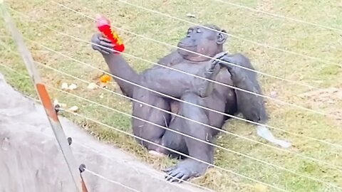 Funniest Animal's Videos 🤣