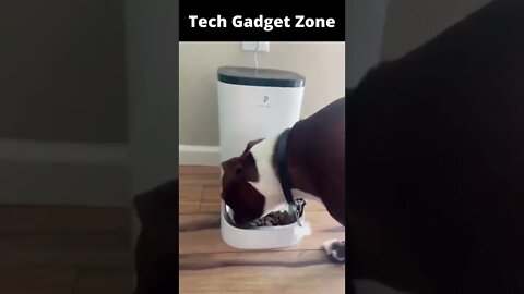 Dog Feeder | Smart Gadgets for Home 🤩 #short