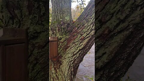 Flooding Update. #ausableriver #eastbranch