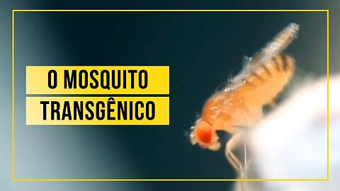 Bill Gates e os Mosquitos Trangênicos