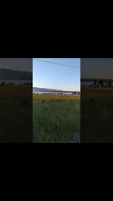Friday Night with The Cows-!- 6.18.2021
