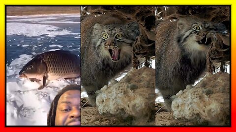 best funny animal compilation-dog, cat and other animals 2022