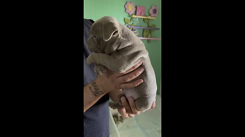 Pocket bully for sale