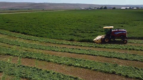 New Holland Rotary Cutting Alfalfa