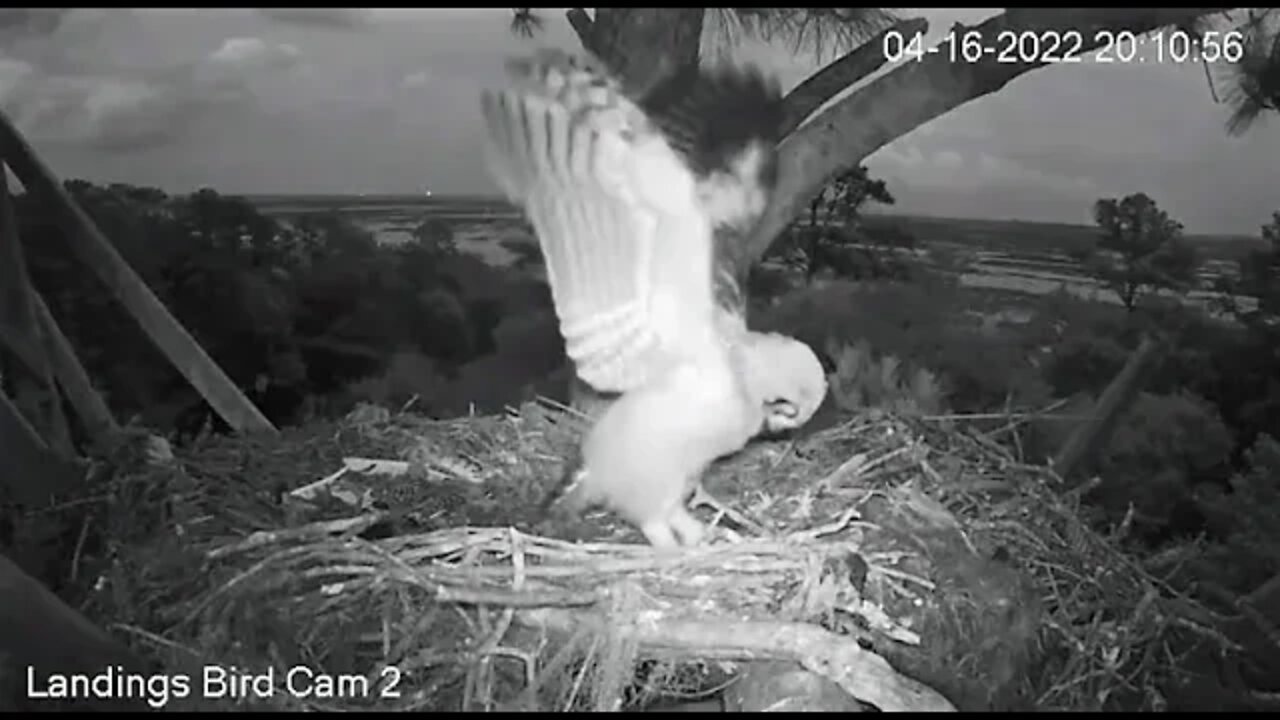 The Owlet Jumps Down To The Nest 🦉 4/16/22 20:10