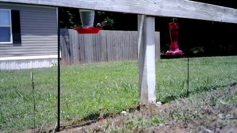 1st hummingbirds on my trail cam