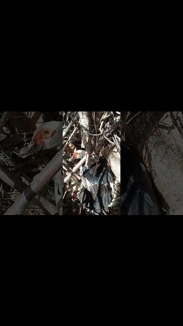 Muscovy Duck sitting on eggs 29th August 2021