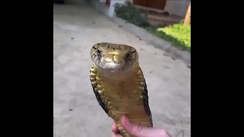 Cobra snake up close