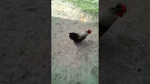 Just a Rooster