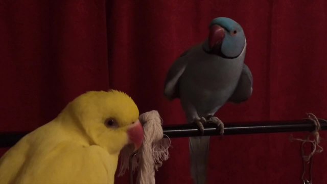 Parrot desperately attempts to capture female's attention