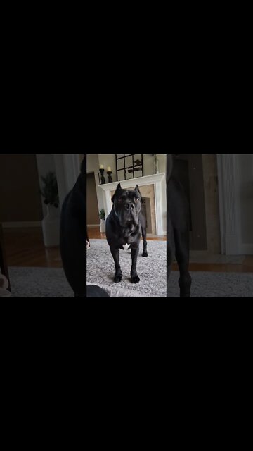 Cane Corsos Good Morning 🌞 #shorts #majestic #viral #canecorso
