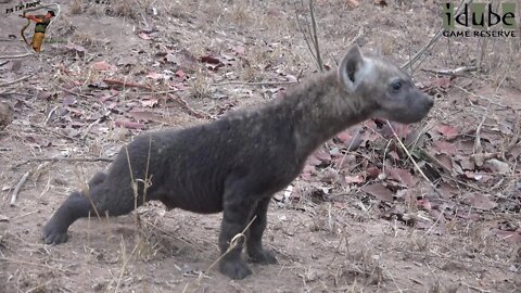 Watching Hyenas, Part 14