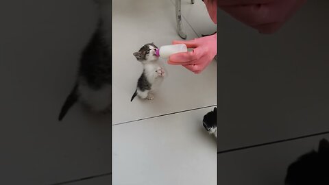 Adorable Kittens! Watch One Stand Up to Drink Milk While the Other Spins in Excitement!