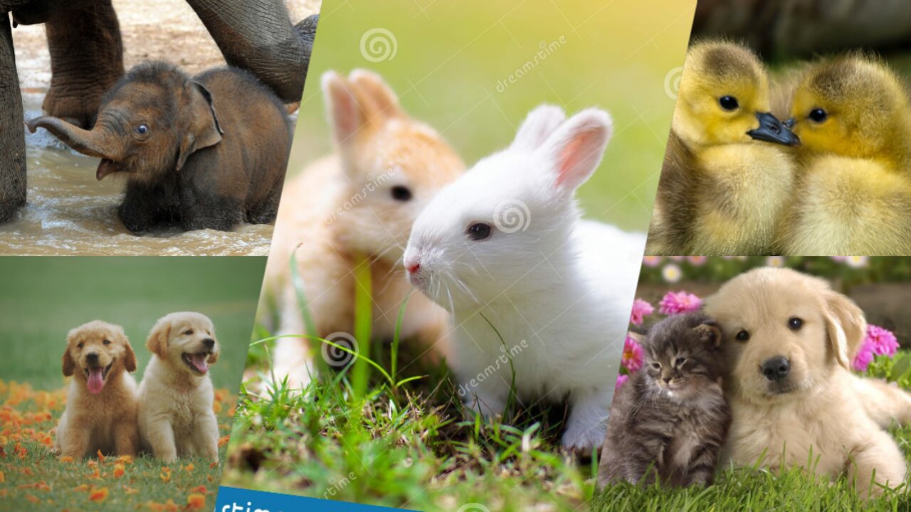 Cute baby animals Videos Compilation cute moment of the animals - Cutest Animals On Earth #4