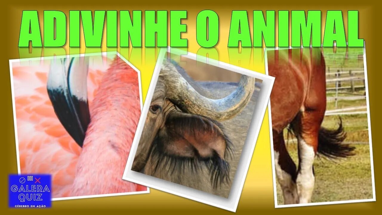 ADIVINHE QUAL É O ANIMAL [Galera Quiz]