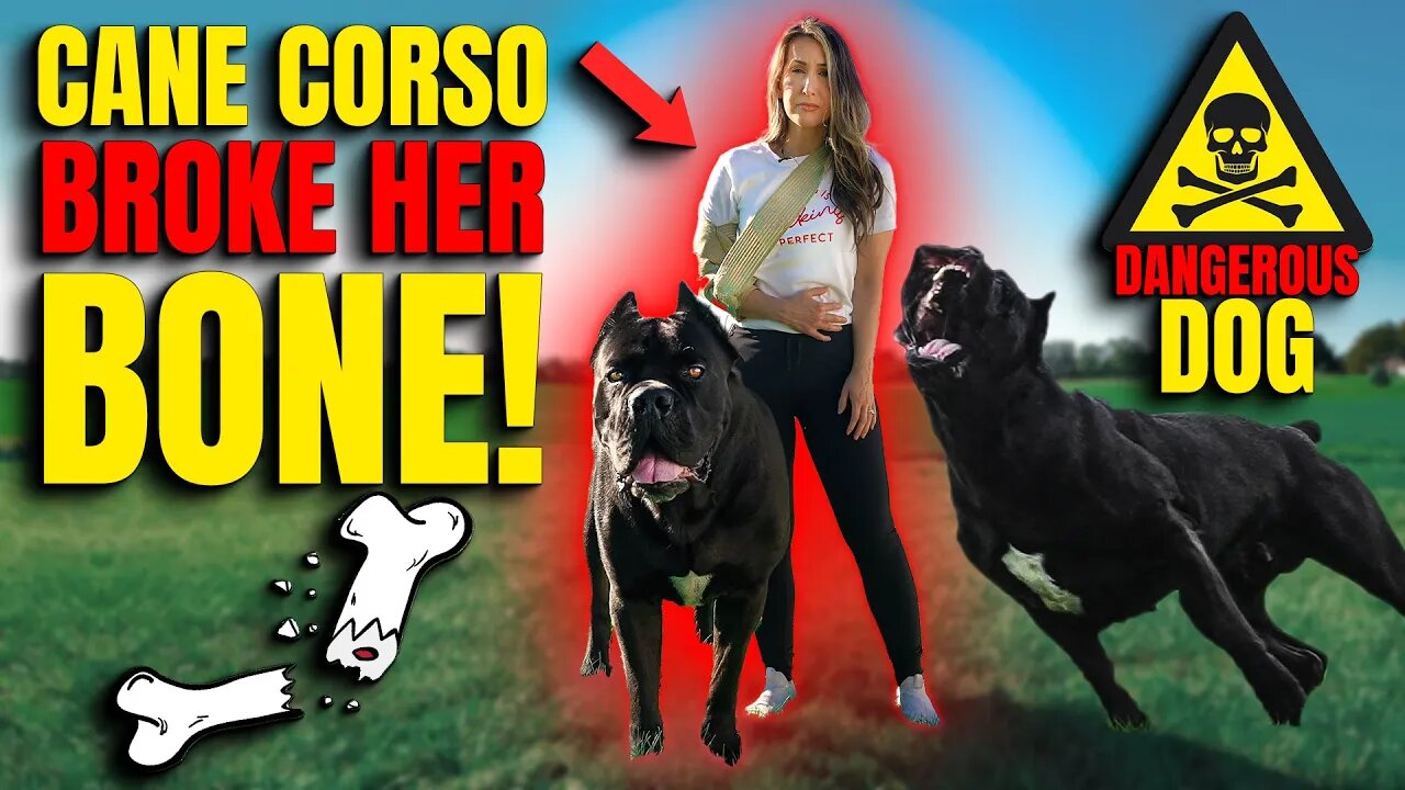 Cane Corso BROKE HER BONE! Dangerous Dogs? INJURED HER!