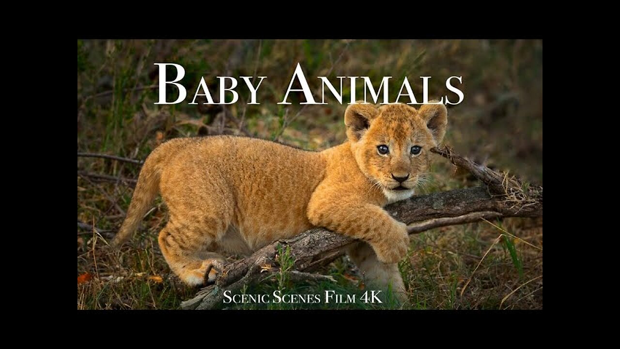 Baby animals 4k African lions