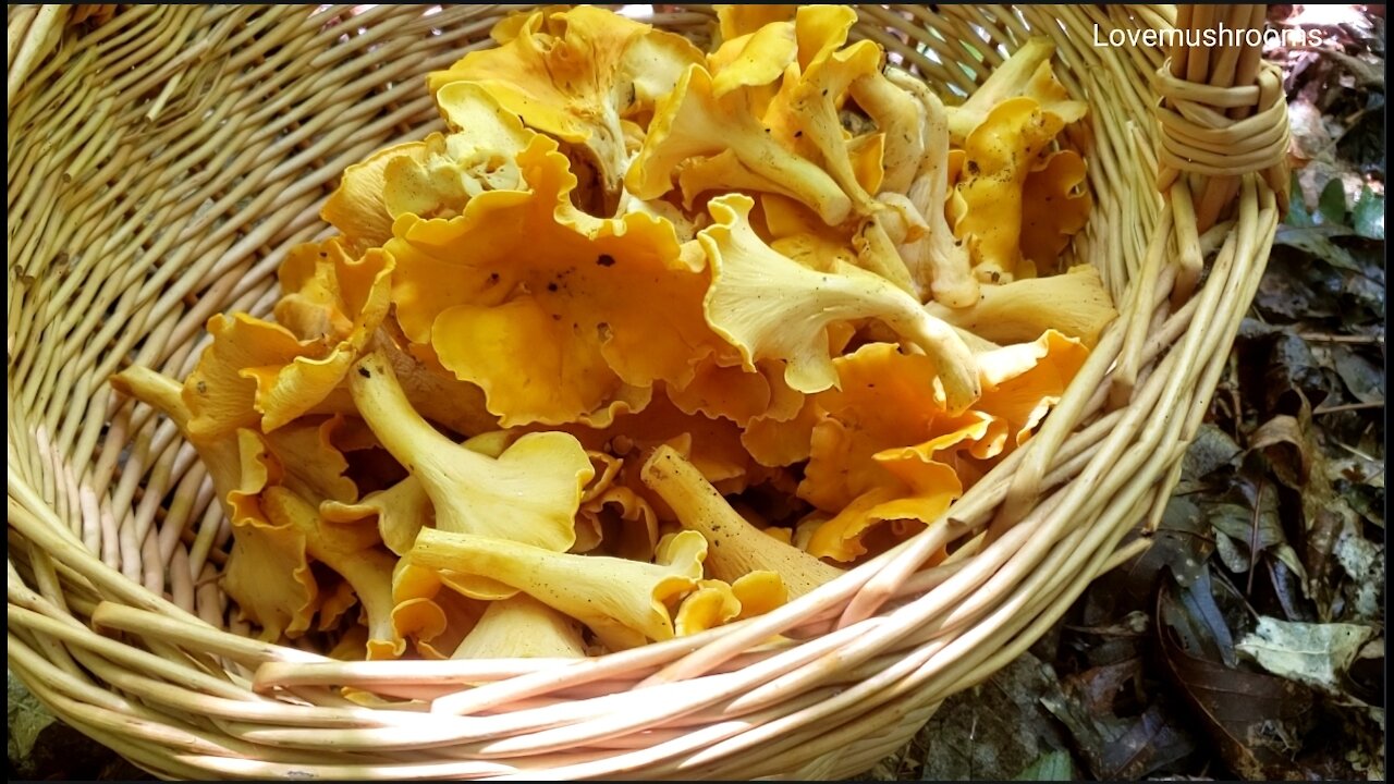 Chanterelles behind my backwood. How beautiful they are.