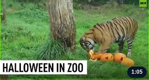 Animals in London Zoo get ready for Halloween