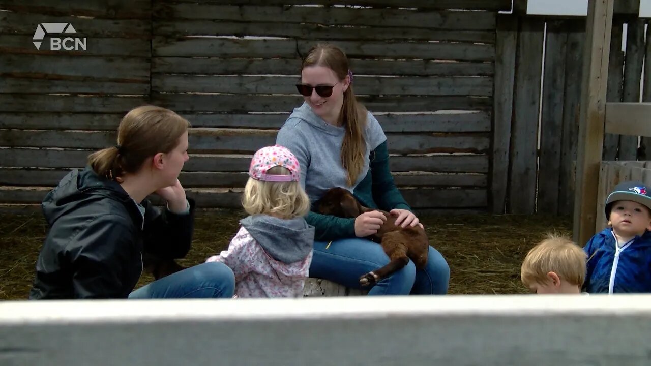 Lethbridge Corn Maze Offers Goat Snuggling For Third Year - May 27, 2022 - Angela Stewart