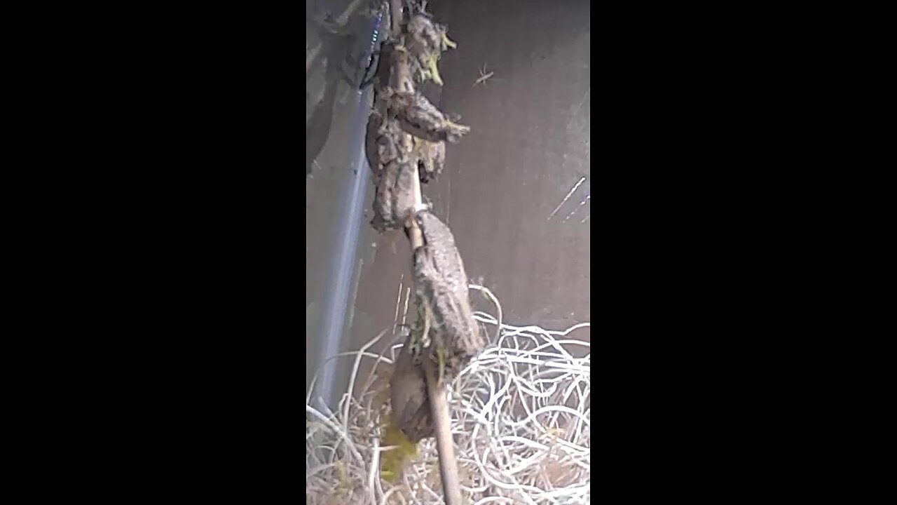 20240714 - Carolina Mantis Hatch Time-lapse(10x)