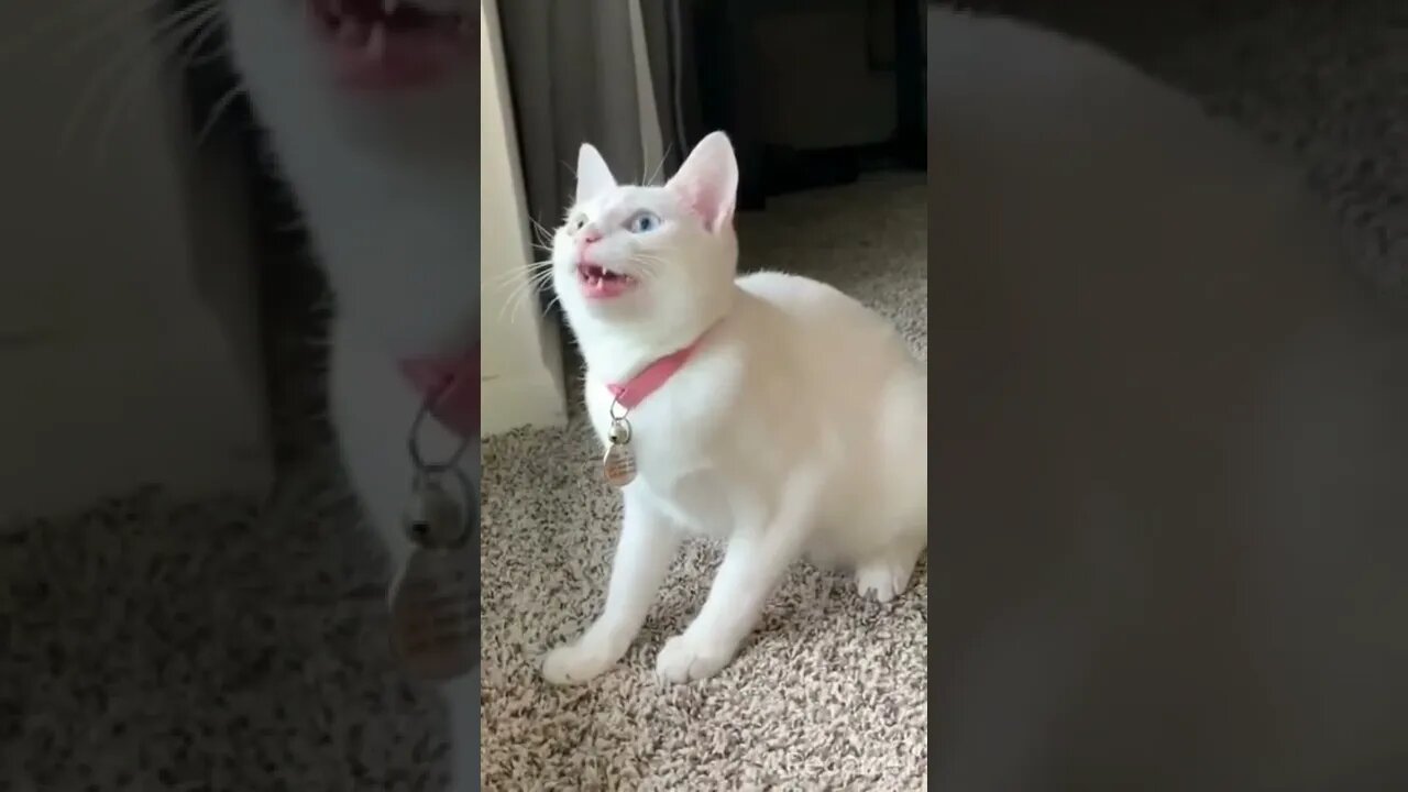 cat singing #shorts #shortsfeed #shortvideos https://youtu.be/cGl_4o0QZks