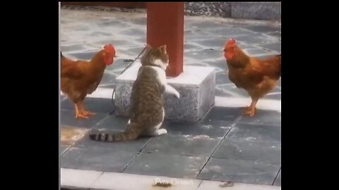 Very Funny Cats