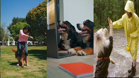 A SELECTION OF FUNNY AND CLUMSY ANIMALS