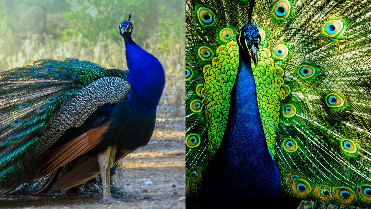 A beautiful Peacock dancing