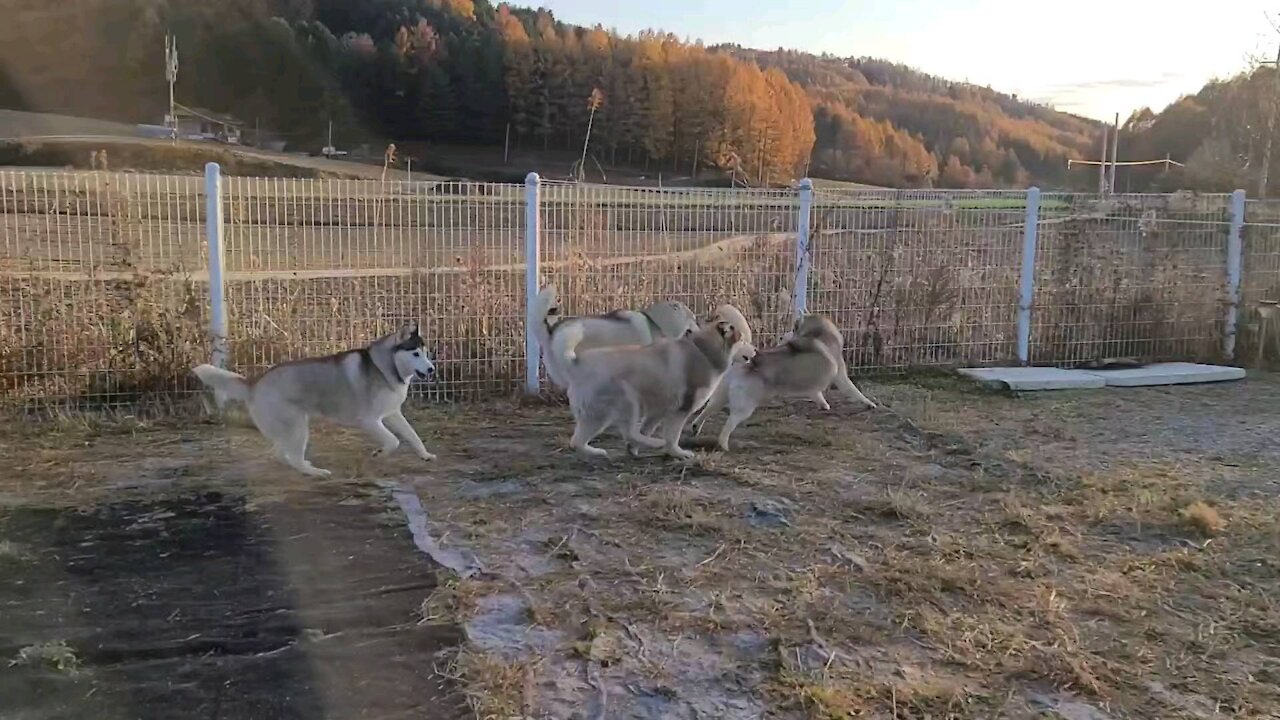 Having fun with husky friends...They are happy huskies.